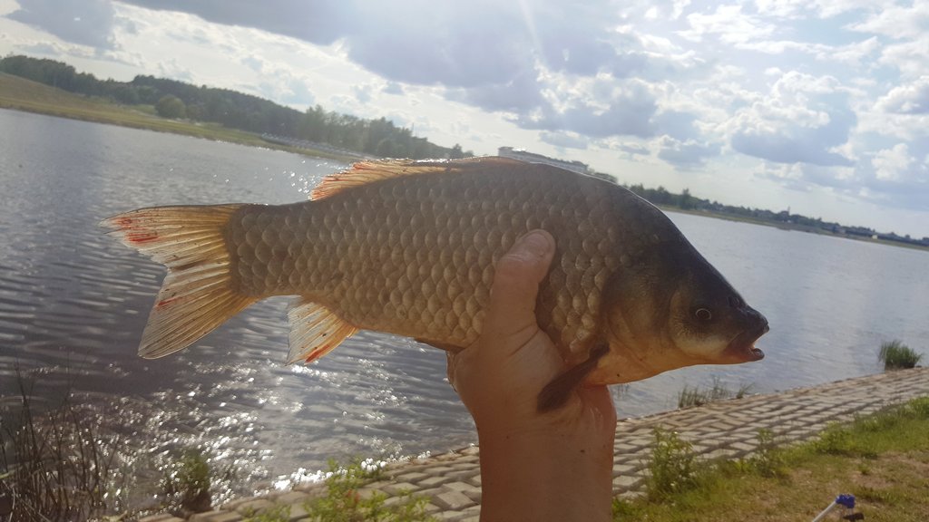 Ловля карася летом. Карась в руке